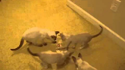 Watch the video about Mouse toy fun with lynx snowshoe siamese kittens