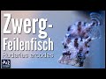 Feilenfisch der keine korallen frisst  aquaowner