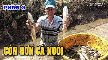 Bắt Cá Mà Ám Ảnh Với Ổ Cá Lóc Khủng Cá Trê Vàng, Cá Rô Mề  P.1/Catch The Fish/NGÃ NĂM TV