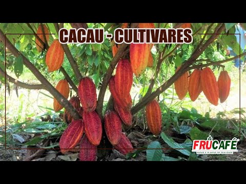 Quais São as Cultivares de CACAU Mais Plantadas no Brasil?