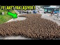 2021 Olmadan İzleyin! Bu Hayvanları Görürseniz Yakında Kıyamet olacak !