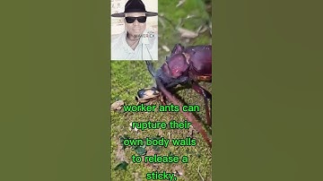 THE EXPLODING ANT THAT