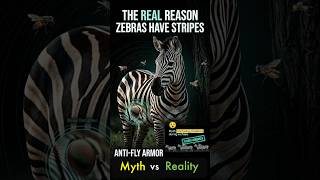 The Real Reason Zebras Have Stripes - Not Camouflage!