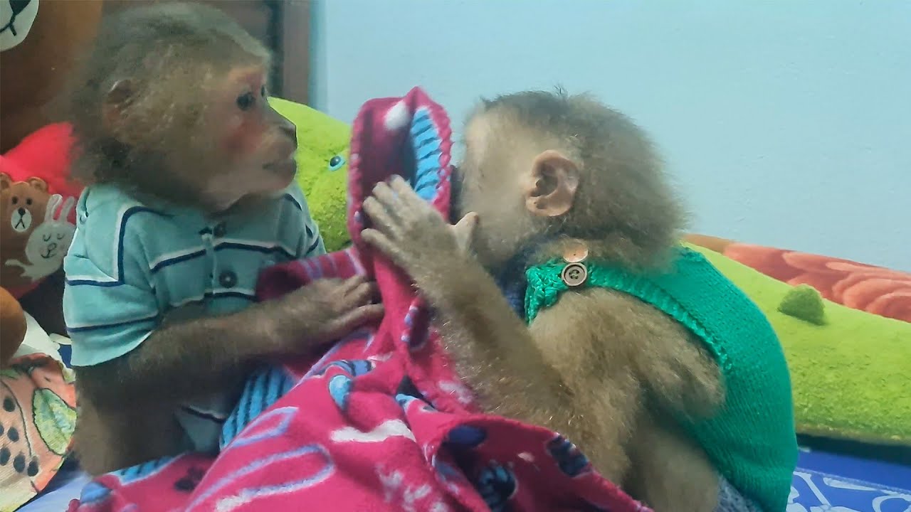 Cute Monkey can't sleep because Grandpa is absent