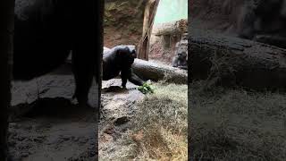 A female Gorilla gathering greens