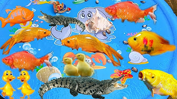 Bắt Cá Mập Dưới Ao Cùng Thỏ Vlog, Con Vịt Bơi Dưới Ao Bèo Tập 2