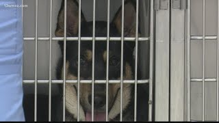 Critter Fixer Veterinary Hospital brings free clinic to Macon this weekend