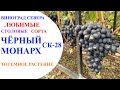 Виноград Чёрный монарх СК-28 в северном Подмосковье.Тотемное растение моего виноградника