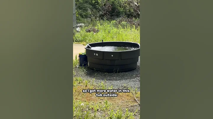 Keeping goldfish outdoors