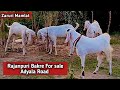 Adyala Road Khubsoorat Rajanpuri Bakra- Dumba  DeraZayanda Gulshanabad Bakra-Eid 2025 || Eiduladha