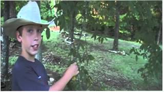 The Dusty Saddle Presents: How to Identify an Elm Tree