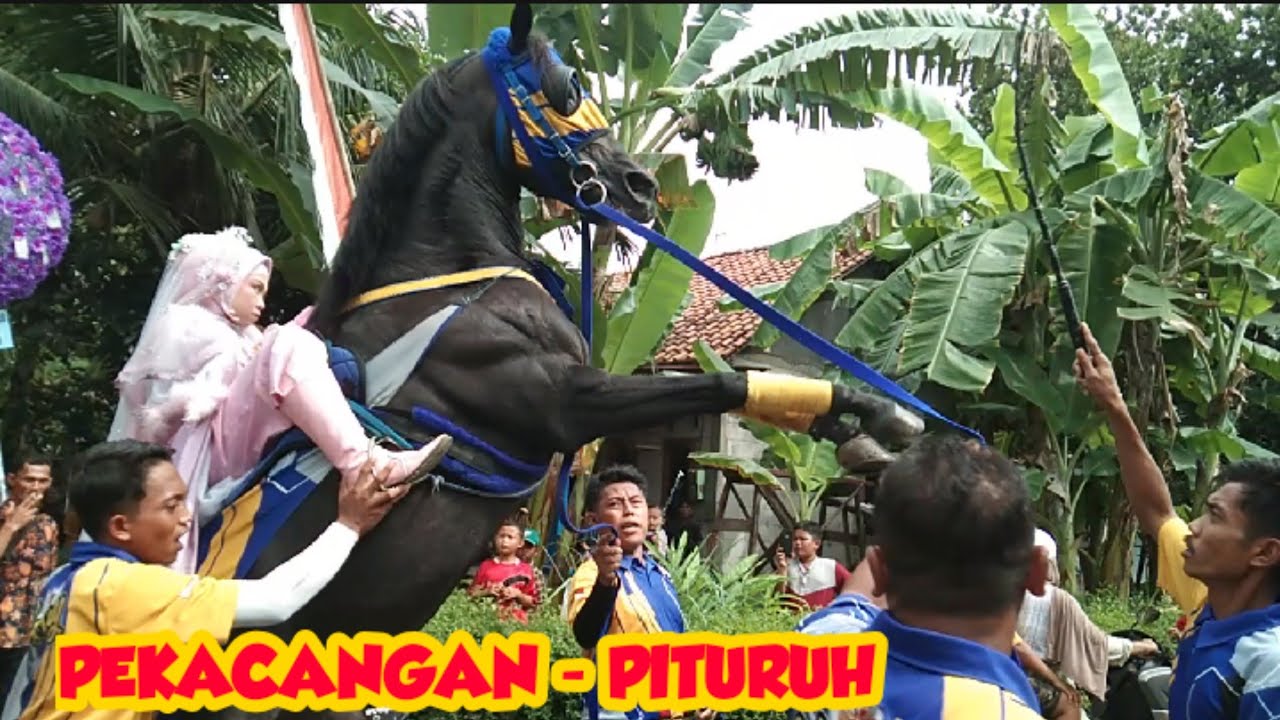 TERBARU#ARAK-ARAKAN#PEKACANGAN#PITURUH#1 FEBRUARI 2026