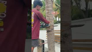 #tree#skills#coconut#treecutting#vairal#shorts#