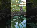 manfaatnya daun pepaya untuk ikan gurameh #shorts #fyp #budidayaikan