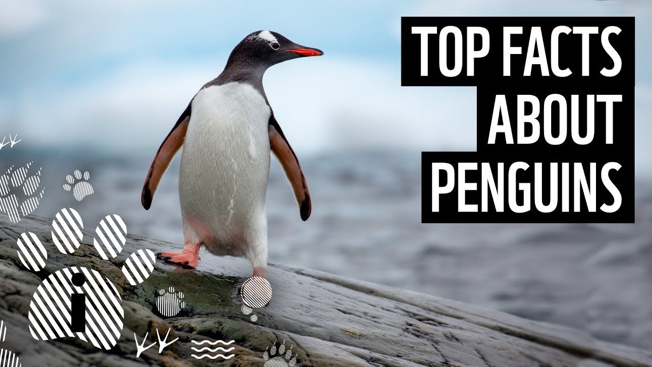 Fun Penguin Facts for Kids That Will Blow Your Mind!