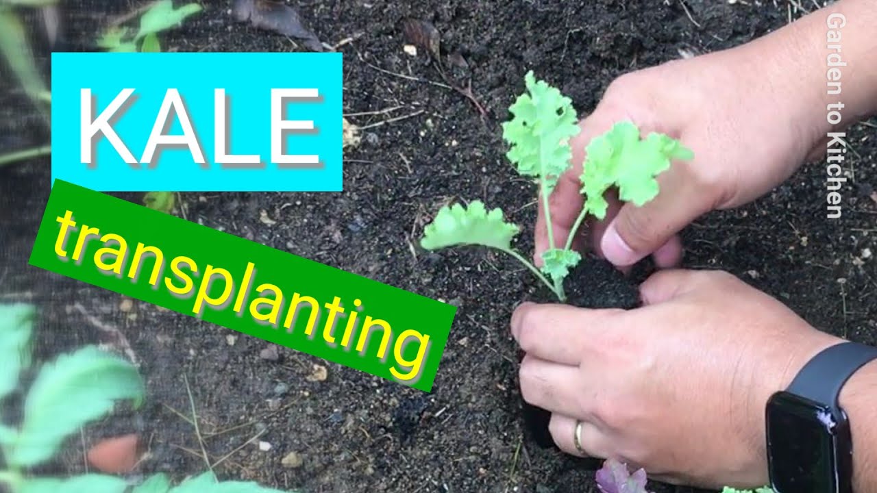 Is it possible to grow Kale in hot and humid Philippines? Part 2