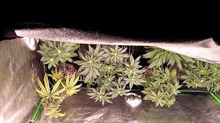 What to do with a cannabis hermaphrodite in the garden