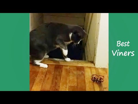 try-not-to-laugh-or-grin-while-watching-funny-cat-&-dog-vines---best-viners-2019