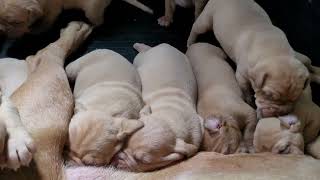 dogue de bordeaux litter 2023