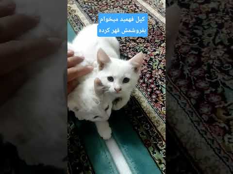 کپل قهرکرد فهمید میخوام بفروشمش  بچه گربه اسکاتیش  البرزخ 