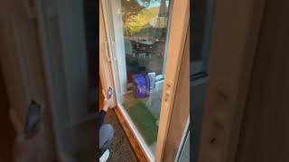 Curious Bear Hit Glass Door