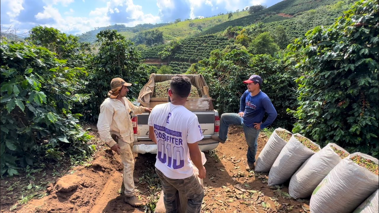 REALIDADE NA COLHEITA DE CAFÉ HOJE MOSTRAMOS NA PRÁTICA
