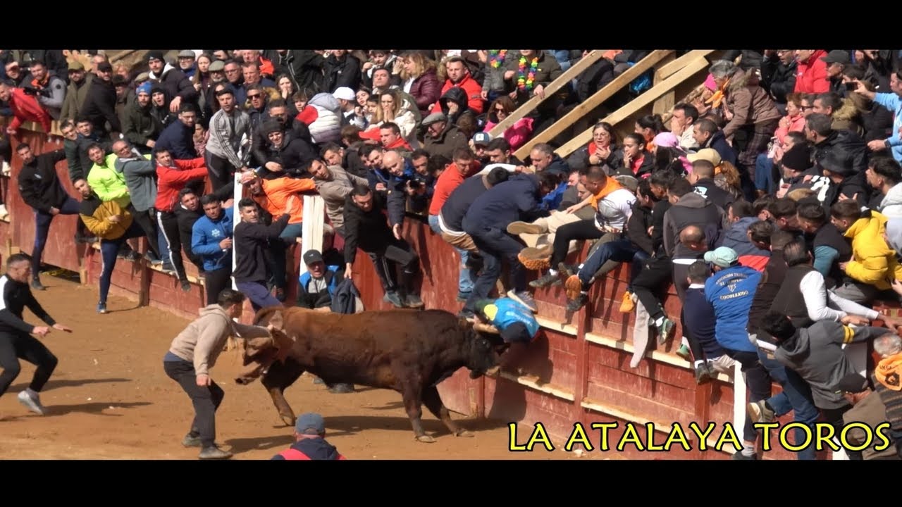 LAS MEJORES IMAGENES DE TOROS 2025 ENCIERROS,CAPEAS, SUSTOS, GANADERIAS, COGIDAS LA ATALAYA TOROS