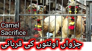 How to Sacrifice Camel Eid ul Adha 2020 | Camel Slaughtering