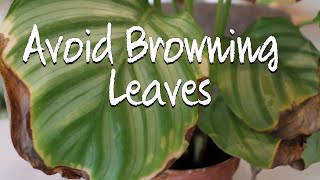 How to avoid Calathea Orbifolia from dying? Details