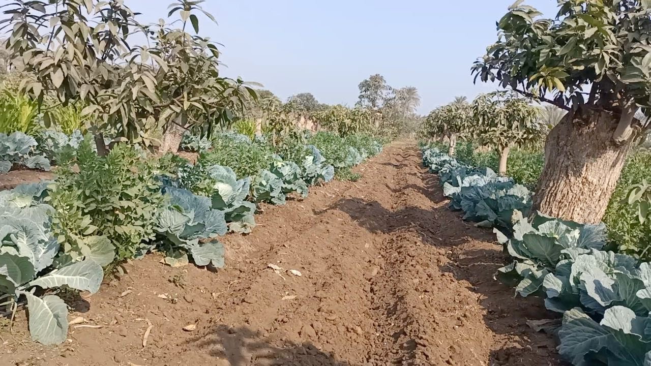 مزرعة للبيع من ايام الملك فاروق 8 فدان (فيلا – خيل – مواشي – شجر)