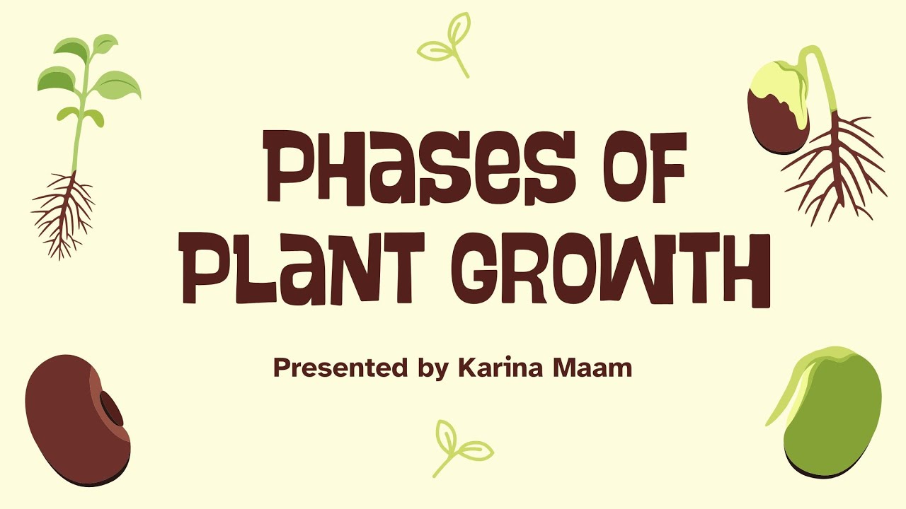 Phases of Plant Growth 🌿 | Plant Growth & Development | NEET Biology | Karina Ma’am#PhasesOfGrowth