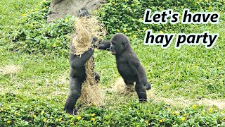 Gorilla brother Jabali and Ringo had so much fun to play with hay. /可愛大猩猩兄弟Jabali & Ringo的稻草大戰