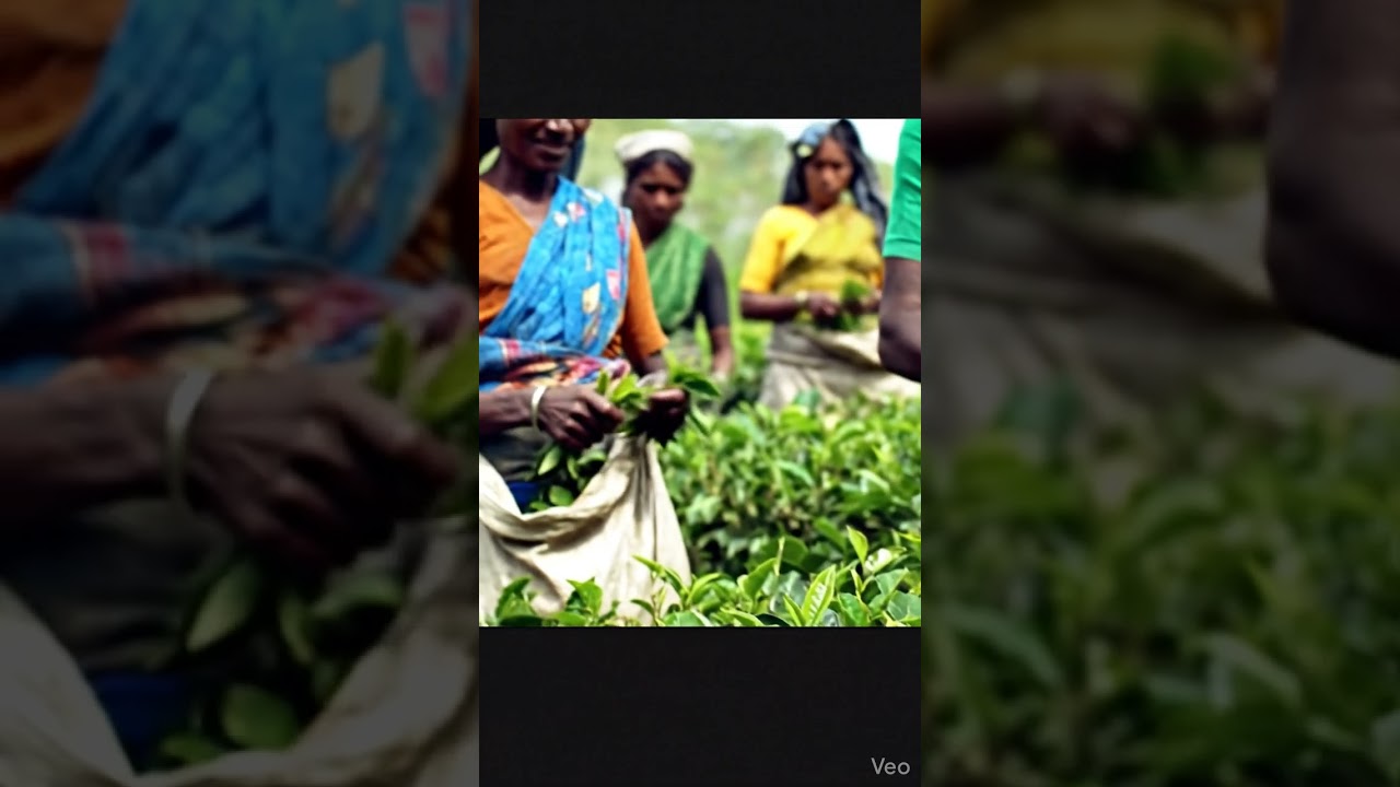 Every cup begins with care, patience, and hard work 🍃