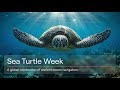 Sea Turtle Week: Why Earth's Ancient Mariners Need Our Help Now
