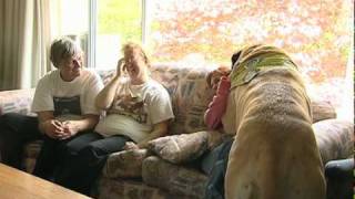 Therapy Dogs