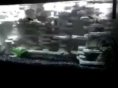 How to build a 3D aquarium background DIY 55 Gallon Freshwater - YouTube