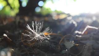 Nature Algorithm of hidden rules of world