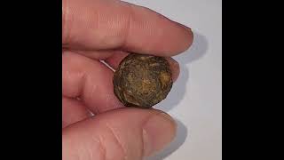 Metasequoia Pine Cone fossil with beautiful patina and dark color Hell Creek Formation South Dakota