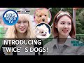 Introducing TWICE’s dogs! [Dogs are incredible/ENG/2020.06.24]