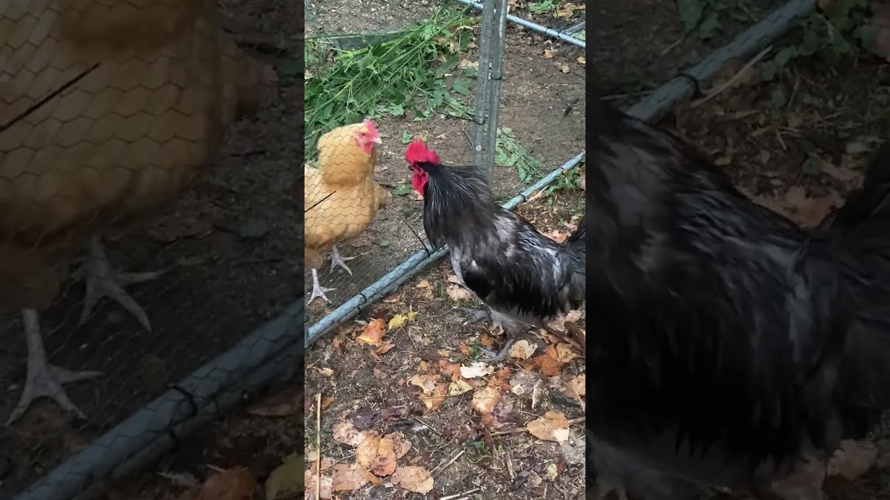 Drumstick not sweet ice cream, hen fights rooster 