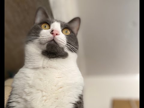 ねこのうた　ツムギバージョン