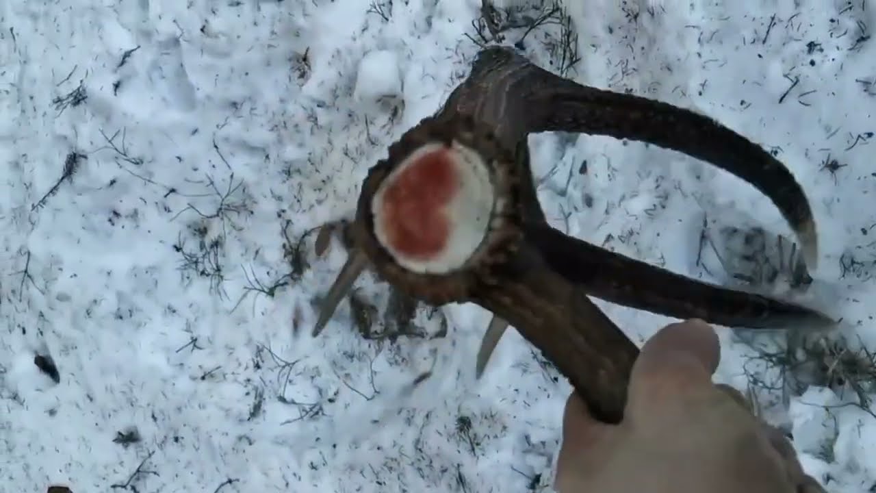 Zrzuty jeleni 2026: #2 (3,85 kg)