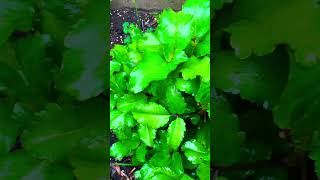 Saião: A Medicinal Plant Everyone Can Grow.🌿🍵