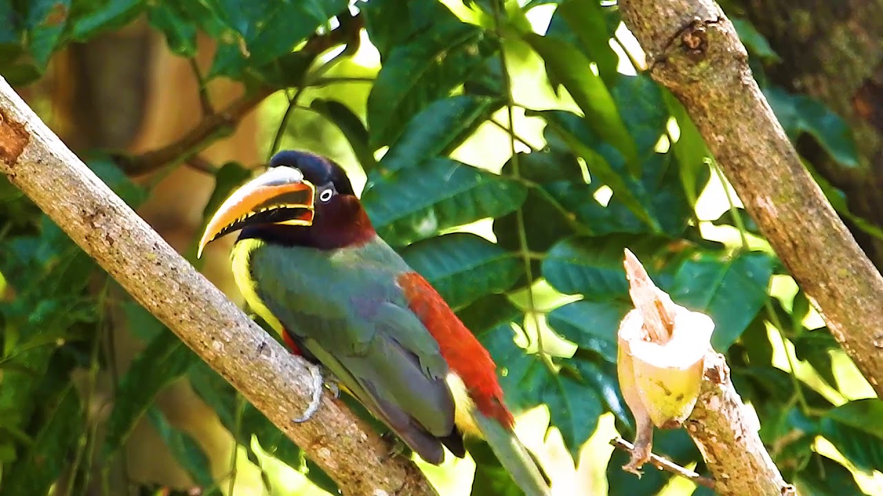 Araçari-castanho, O canto do Araçari castanho, Pteroglossus castanotis