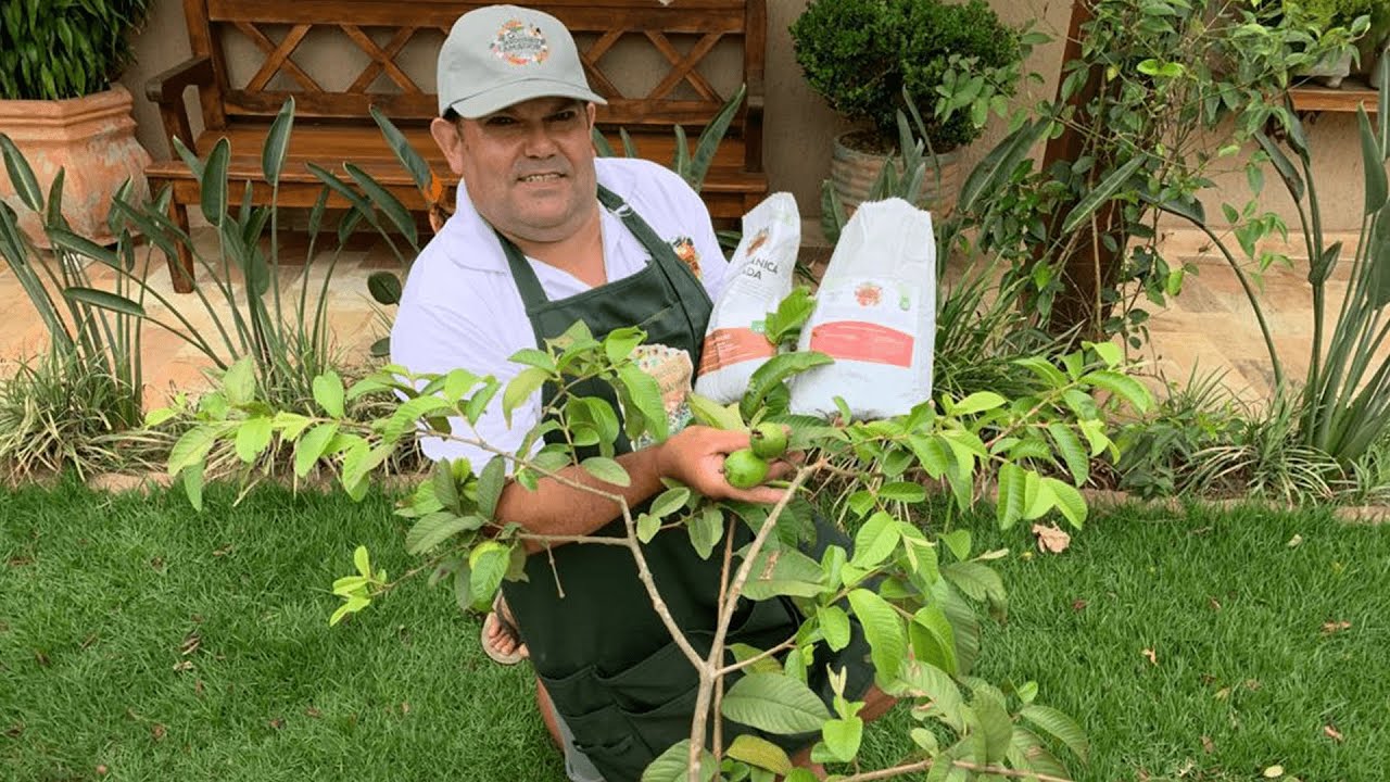 Goiaba plantada em vaso produzindo - veja o sucesso da alporquia feita pelo jardineiro amador