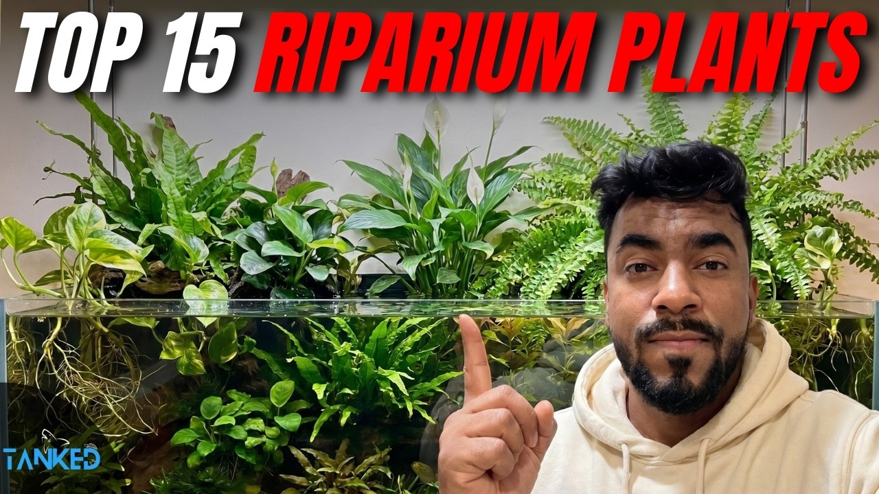 Top 15 Stunning Riparium Plants in the World | TANKED IND | @tanked_ind ...