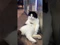 Kaisa hai ? New male 😱🎊 #1treanding #cat #fishbowl #petlover #catsworld #fishtank #viral #cats