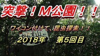 【夕方の昆虫探索動画 / SONY HDR-PJ680 + RODE VideoMicro】 M公園 （名古屋市名東区）を探索してみた