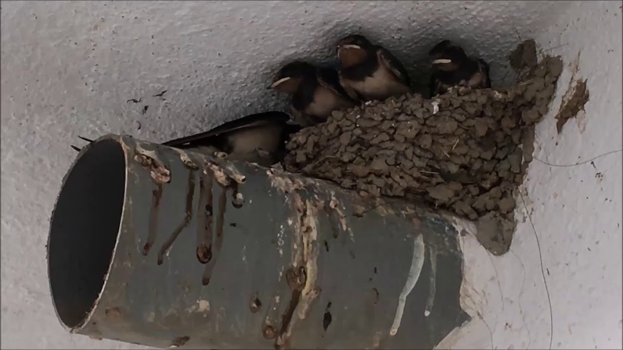 Como Alimentar A Una Golondrina Bebe