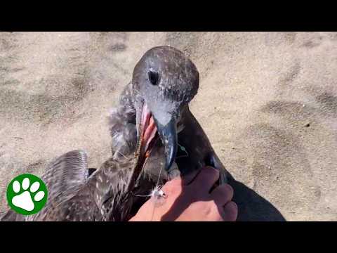 This Seagull Was Trapped on the Beach—Until These Kind People Stepped In!